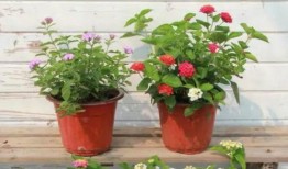 近期食品爆料案例视频,视频曝光食品安全问题触目惊心